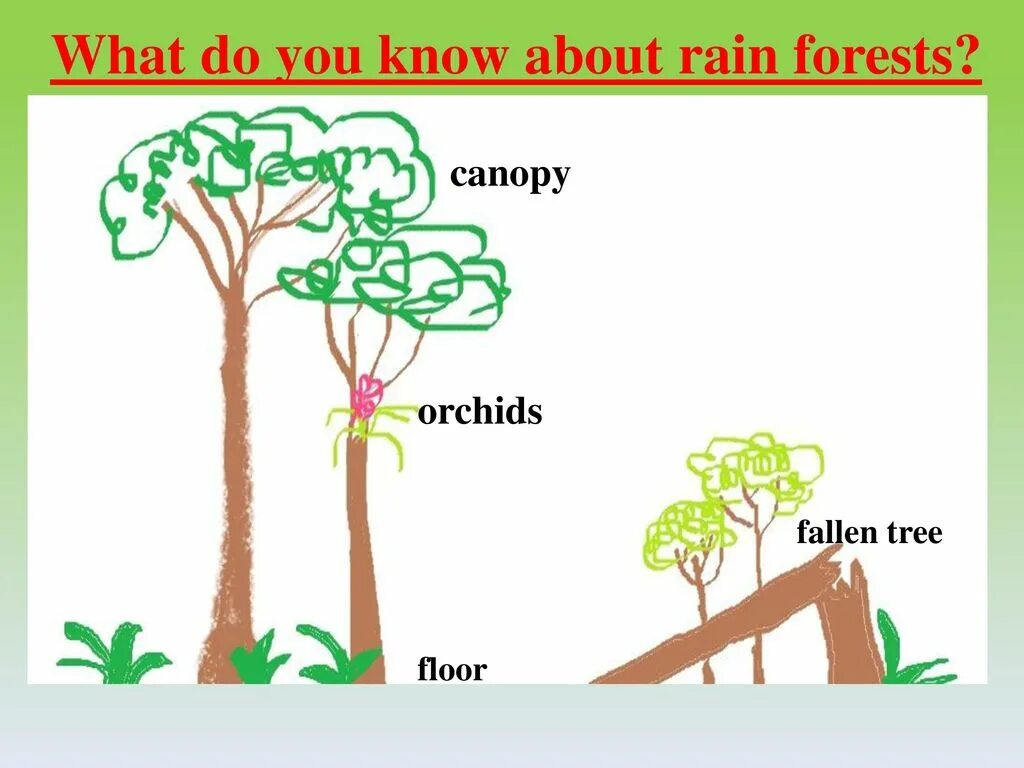 Тропический лес на английском языке. Проект по английскому тропический лес. Проект по английскому языку о дождевых лесах. What do you know about Rain Forests 4 класс.