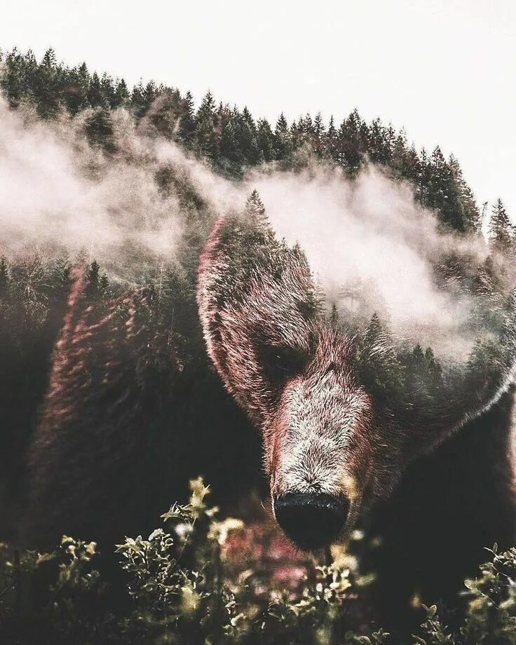 Огонь. Горящий лес с животными. Медведь арт. Красивый лесной пожар. Горящий лес.