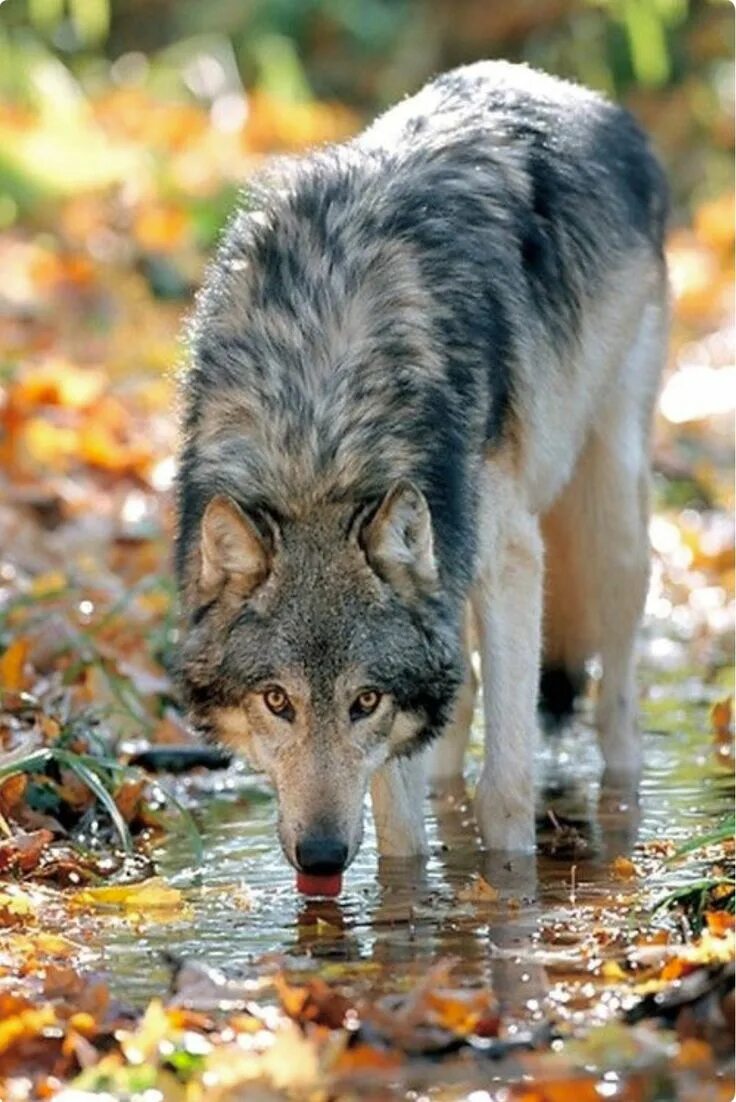 Волк. Животные волк. Красивый волк. Волк фото. Beautiful wolves