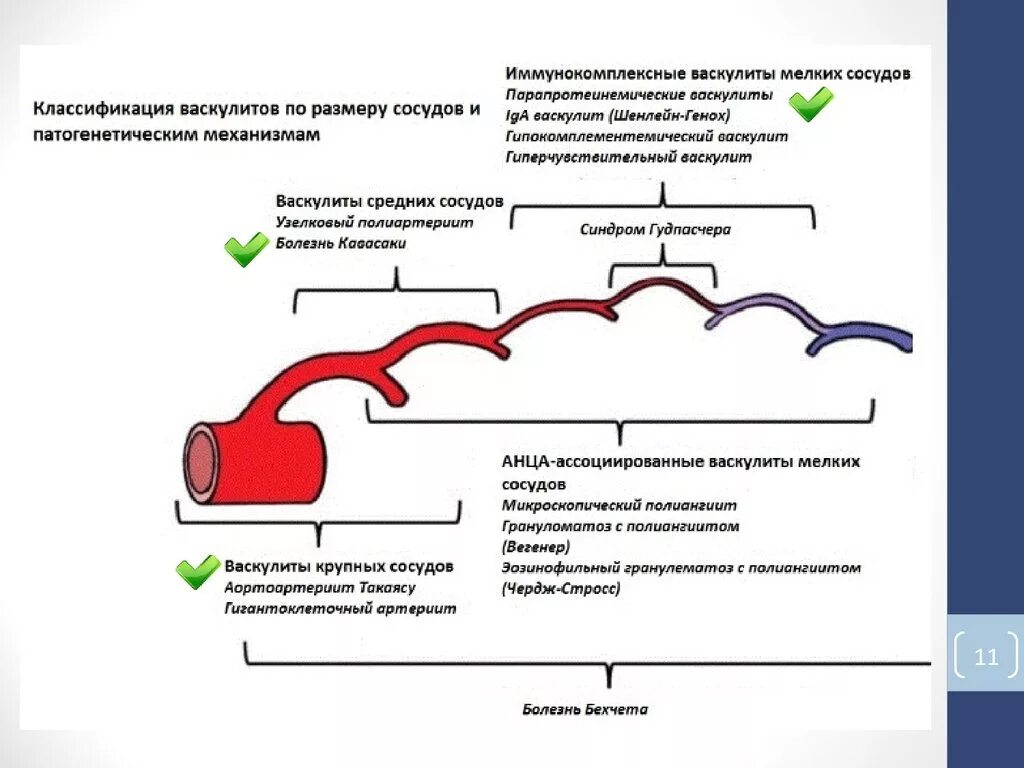 Системные васкулиты клинические рекомендации. Классификация системных васкулитов клинические рекомендации. Патология сосудов (васкулиты). Системные васкулиты патогенез. Системные васкулиты клинические