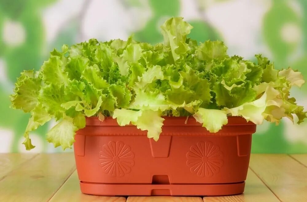 Салат в горшке на подоконнике. Руккола рассада. Салат в горшке на подоконнике. Салат в горшочке вырастить. Корень салата листового.