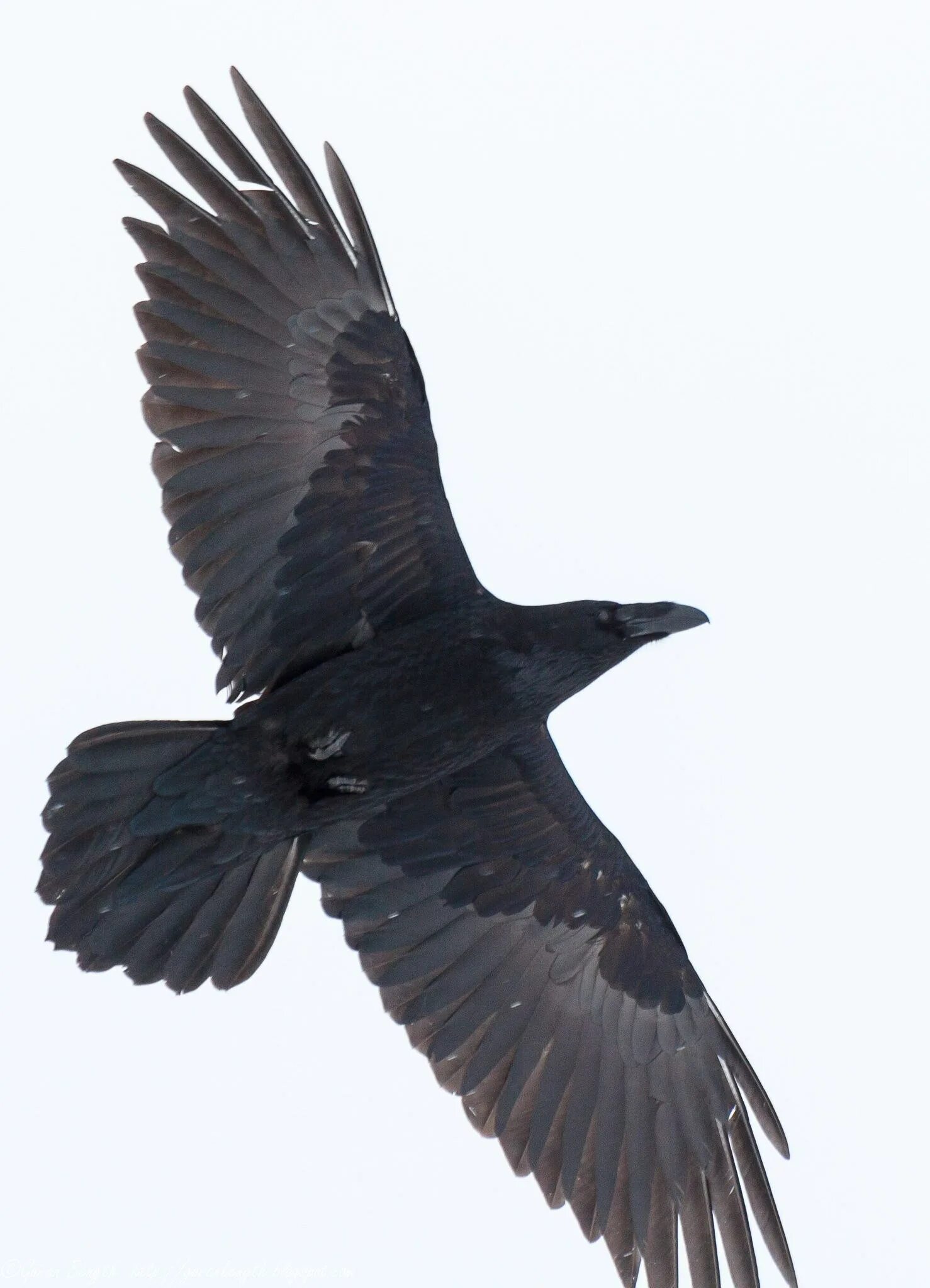 Черный ворон 28. Ворона меланист. Ворон в полете. Ворон летит. Ворон на английском.
