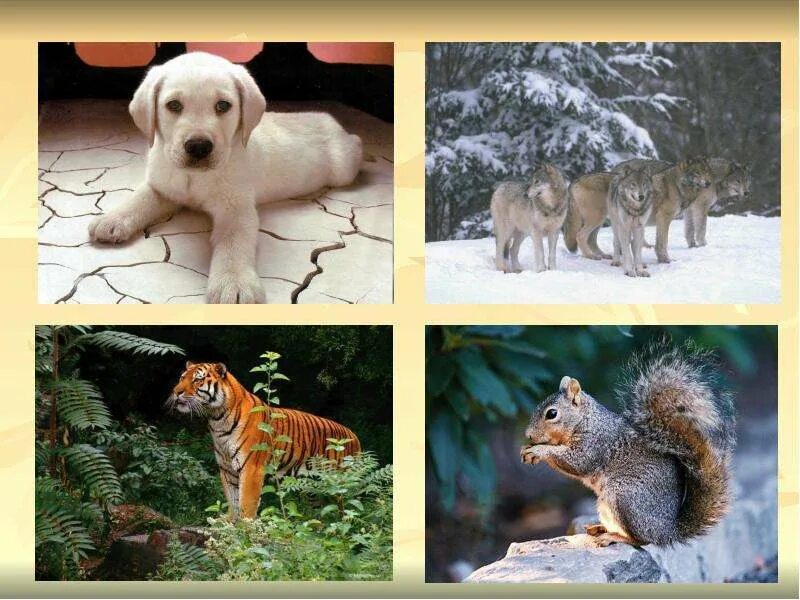 Животные окружающий мир 3 класс видеоурок. Животные для презентации. Проект животные. Наше путешествие в мир животных. Окружающий мир животные.