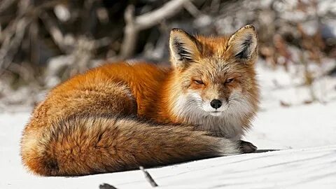 Orange fox