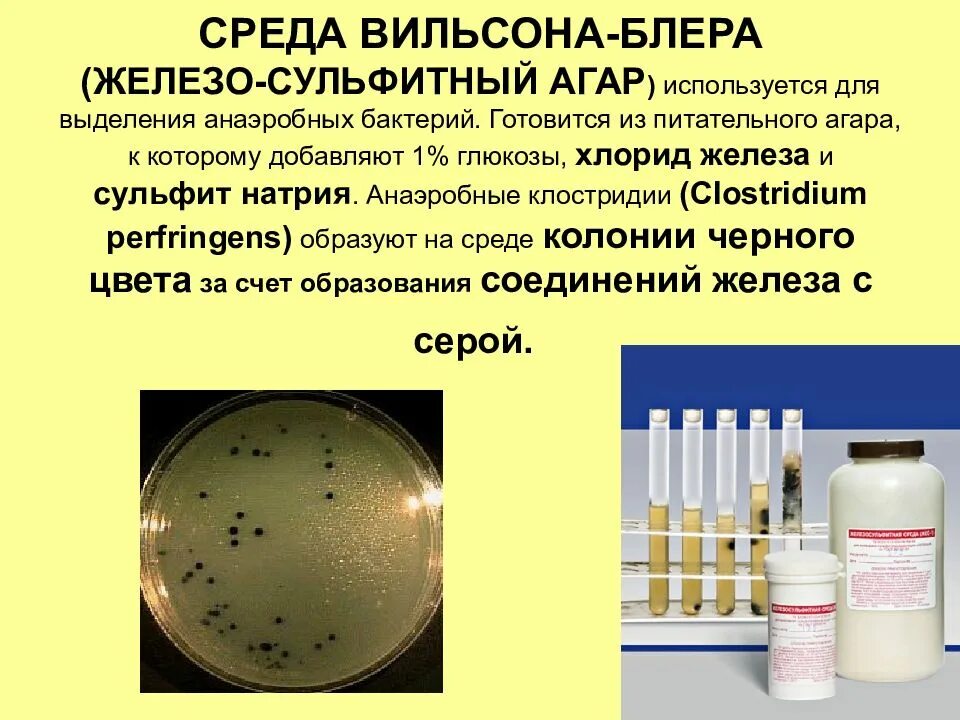 Экспериментатор решила установить какое количество бактерий. Среда Вильсона Блера клостридии. Среда Вильсона Блера микробиология. Клостридии питательные среды. Анаэробных клостридий на среде Вильсона-Блера.