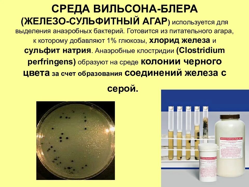 Разведение пенициллина. Среда Вильсона Блера клостридии. Среда Вильсона Блера микробиология. Клостридии питательные среды. Анаэробных клостридий на среде Вильсона-Блера.