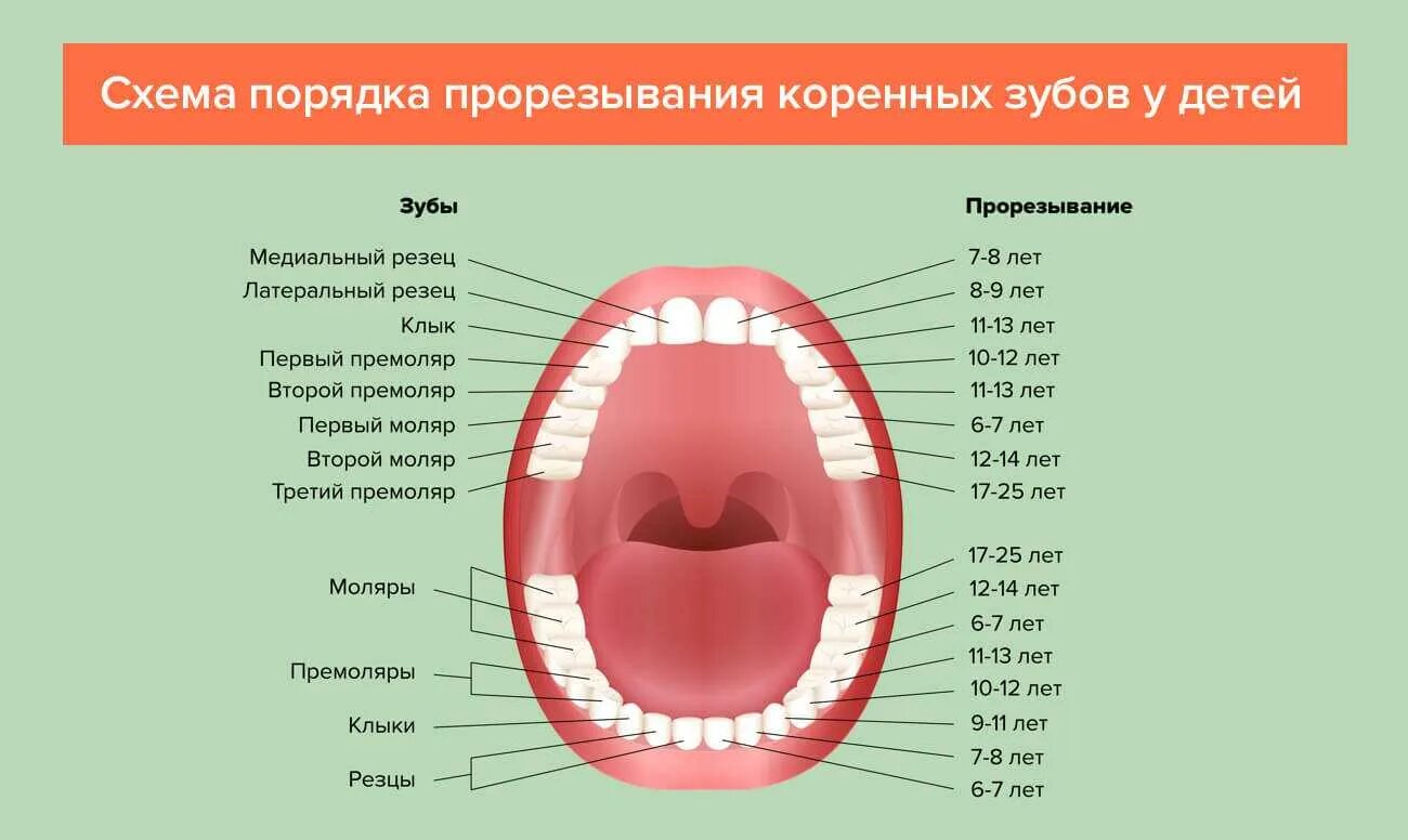 Коренные зубы порядок прорезывания. Порядок появления коренных зубов у детей. Схема прорезывания постоянных зубов у детей. Зубы у детей порядок прорезывания и выпадения. Сколько длится прорезывание зубов у ребенка