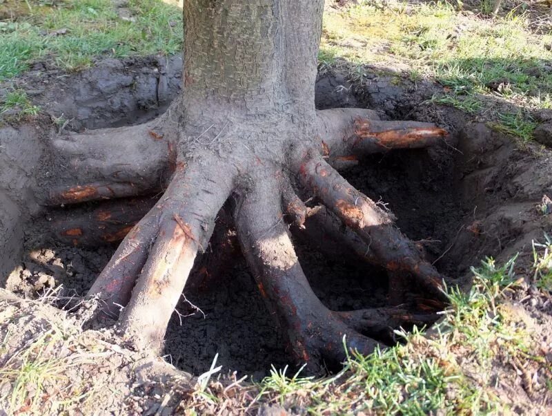 Удалить какой корень