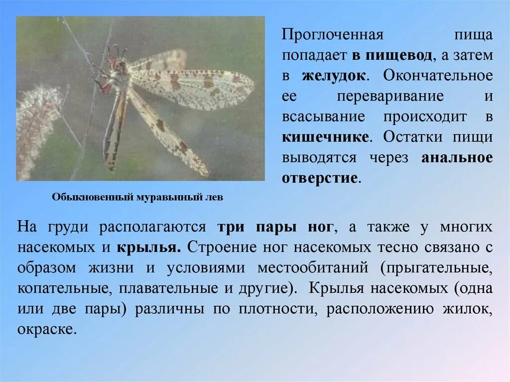 Сообщение класс насекомых. Презентация на тему класс насекомые. общая характеристика насекомых презентация. насекомые 7 класс биология. презентация насекомые 7 класс.