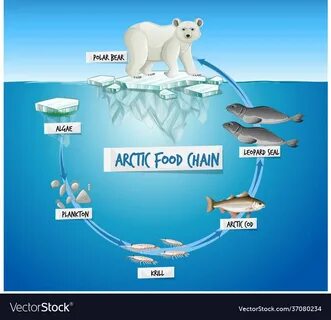 Арктическая цепь