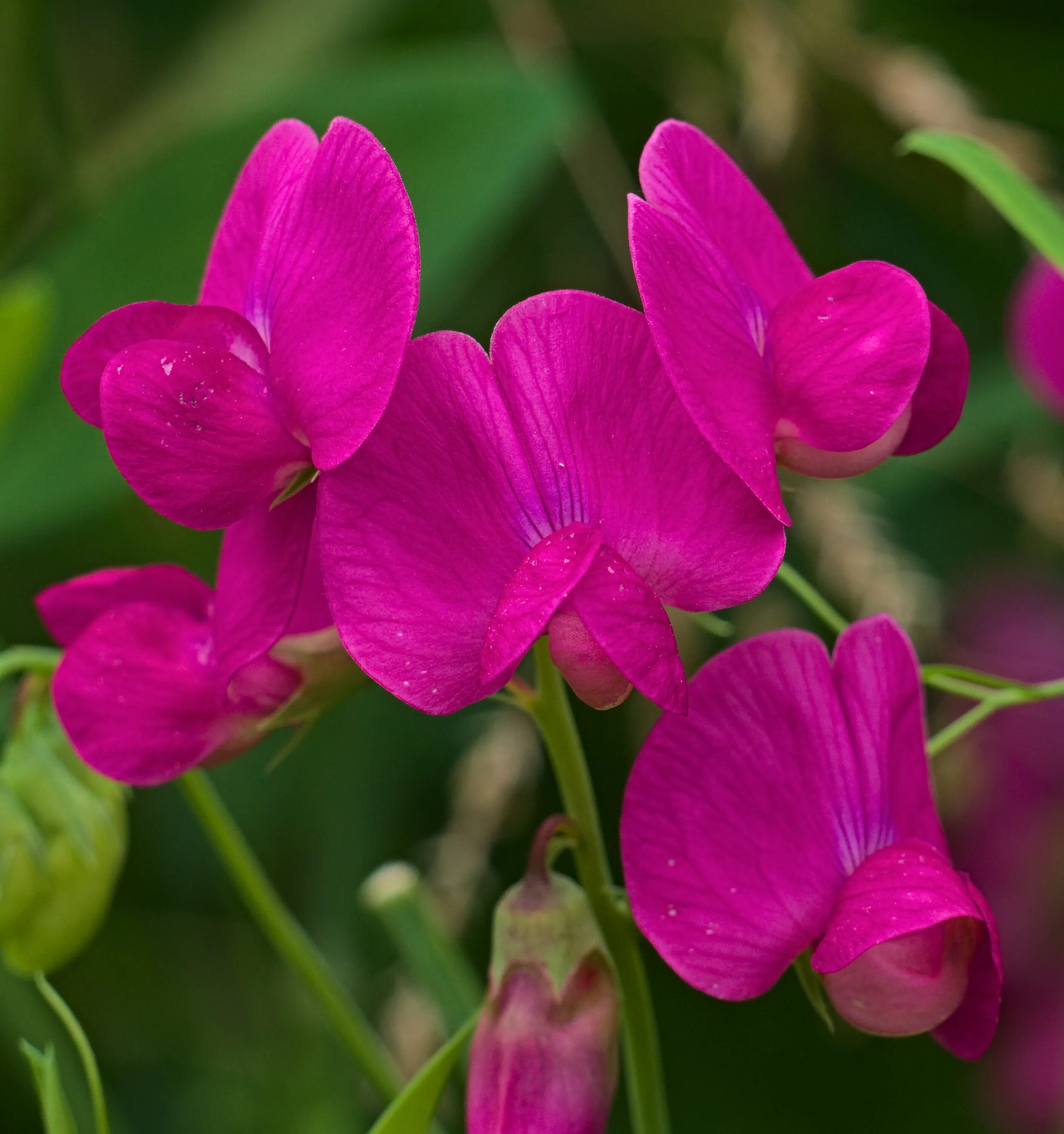 Чина японская. Чина клубненосная Lathyrus tuberosus. Кислица клубненосная. Чина японская (Lathyrus japonicus). Lathyrus miniatus.