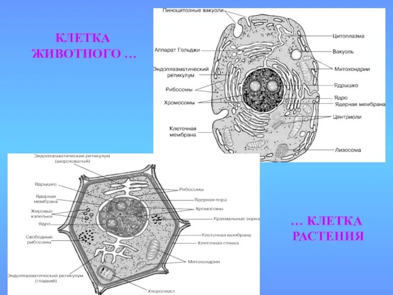 Строение клетки животного. Клетка растения. Срез растительной клетки. Животная клетка. Клетки растительного происхождения