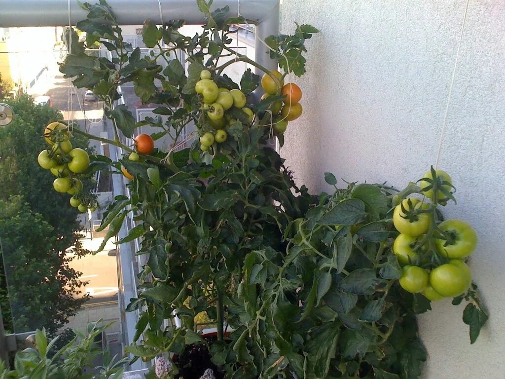 Помидоры любят солнце. Томаты на балконе. Огород на балконе помидоры. Овощи на лоджии. Овощи растут на балконе.