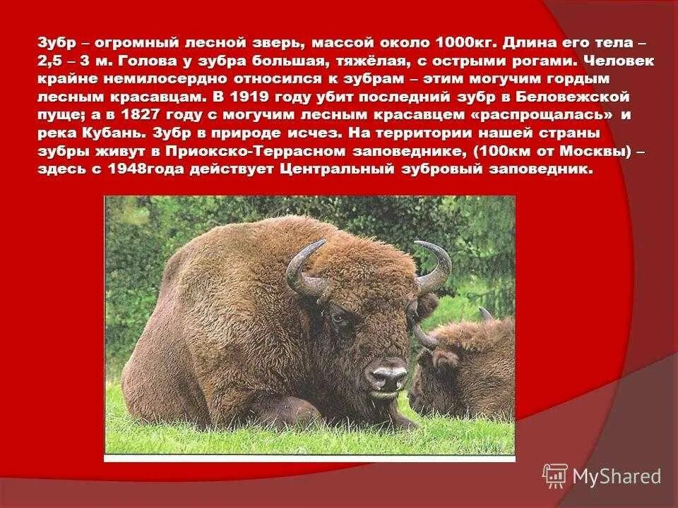Зубр характеристика. Зубр красная книга. Зубр красная книга краткое описание. Зубр презентация. Зубр характеристика.