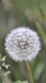На белый одуванчик сел
