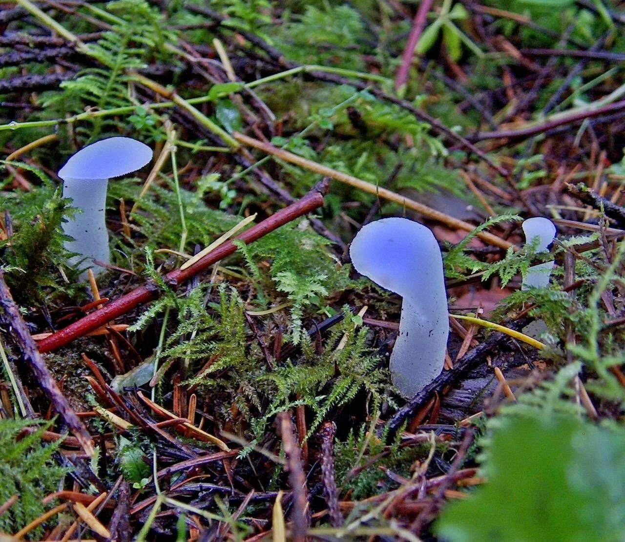Включи редкие грибы. Pseudohydnum gelatinosum. Машрумс утопия грибы. Голубой гриб Лерациомицес. Странные грибы.