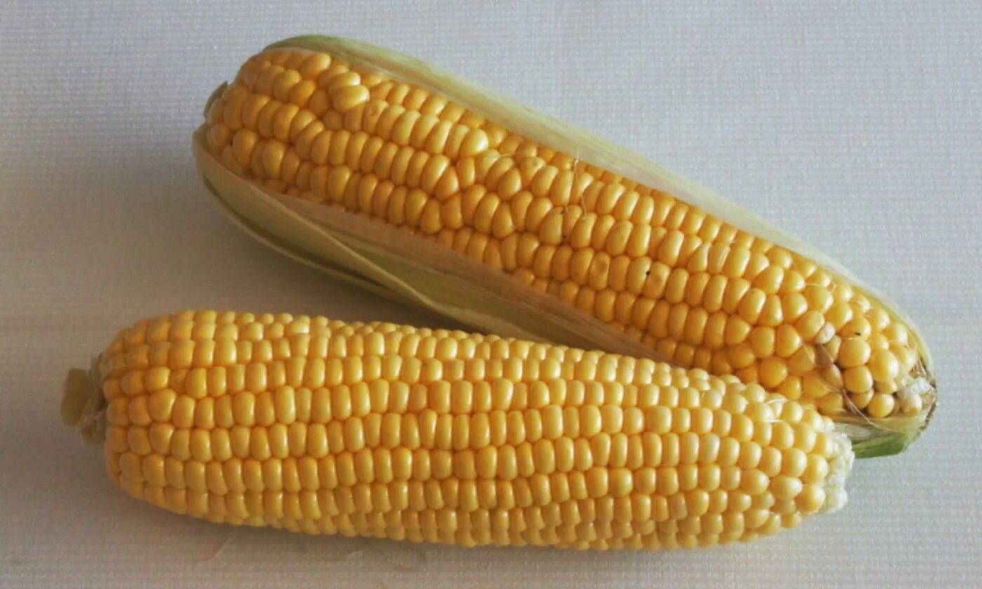Початок 2. Кукуруза початок. Кукуруза сладкая в початках. Кочан кукурузы. Молочная кукуруза.