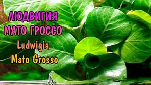 ЛЮДВИГИЯ МАТО ГРОССО ( Ludwigia Mato Grosso ) - YouTube