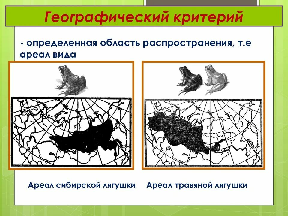 Область распространения живых. Эколого-географический критерий. Географический критерий биология.