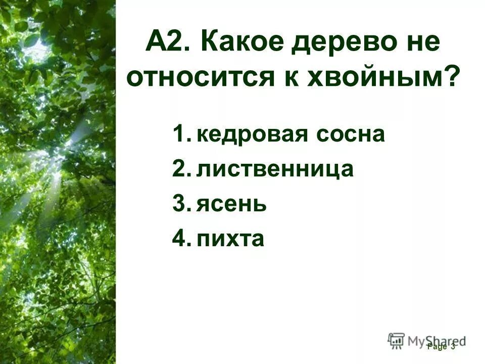 Какое дерево не является хвойным. Какие деревья не являются хвойными. Какие деревья относятся к лиственнице. Какие деревья относятся к звоинки.