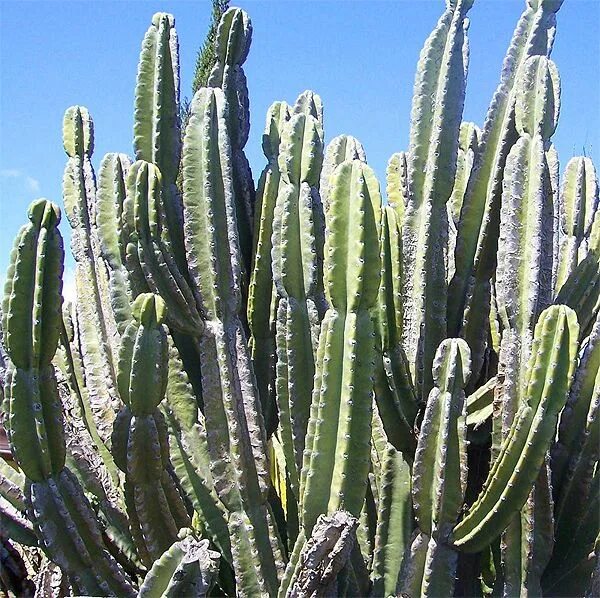 Cactus 1170. Кактус цереус сизый. Кактус цереус Флорида. Кактус цереус Лазурный. Кактус цереус микс.