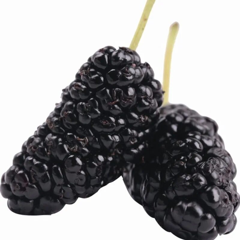 Шелковица черная нигра. Шелковица черная семена. Mulberry Fruit Black. Ежевика дерево. Ежевичное дерево.
