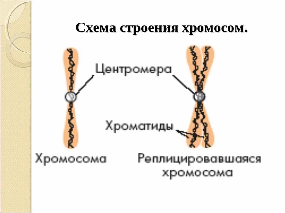 Строение хромосомы хроматиды. Строение хромосомы 9 класс биология. Строение метафазной хромосомы. Строение клетки хромосомы. Удвоение набора хромосом