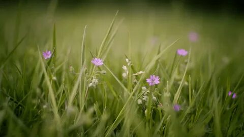 Grass flowers