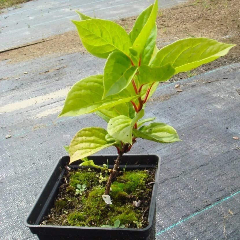 Лимонник дальневосточный шпалера. Лимонник как сажать. Саженцы лимонник китайский. Лимонник сорняк. Опора для лимонника китайского.