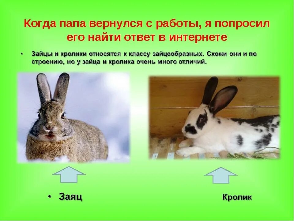 К какому классу относится кролик. Заяц и кролик разница. Заяц и кролик отличия. Различие кролика и зайца. Отличие зайца от кролика.
