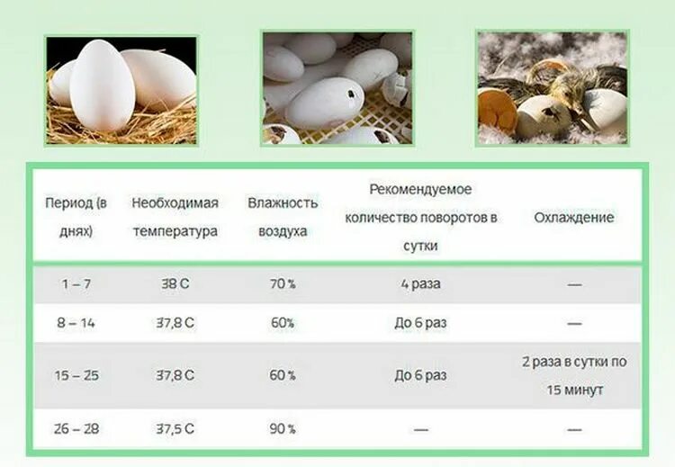 Сколько инкубируются яйца. Таблица инкуба́ции гусиного яйца. Таблица инкубации индюшек. Таблица для гусей инкубатор. Таблица инкубации гусиных яиц.