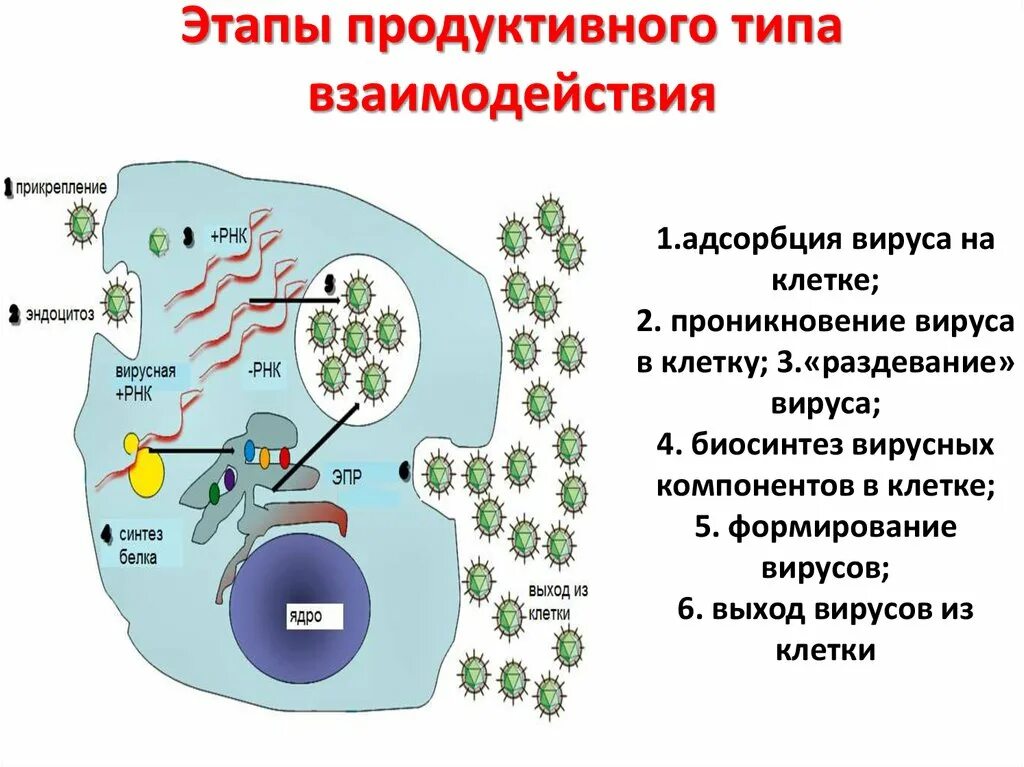 Продуктивный Тип взаимодействия вируса с клеткой схема. Типы и фазы взаимодействия вируса с клеткой. Этапы продуктивного взаимодействия вируса с клеткой. Стадии продуктивного типа взаимодействия вируса с клеткой.