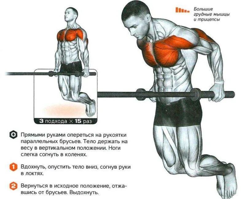 Брусья мышцы задействованы. Мышцы задействованные при отжимании на брусьях. Отжимания на брусьях на грудные мышцы. Прокачка мышц на брусьях. Подтягивания накачать