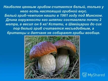 Какие грибы считаются самыми