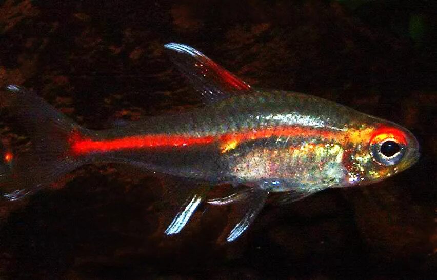 грацилис рыбка эритрозонус. рыбка тетра эритрозонус. рыбка светлячок. рыбка тетра эритрозонус. рыбка светлячок.