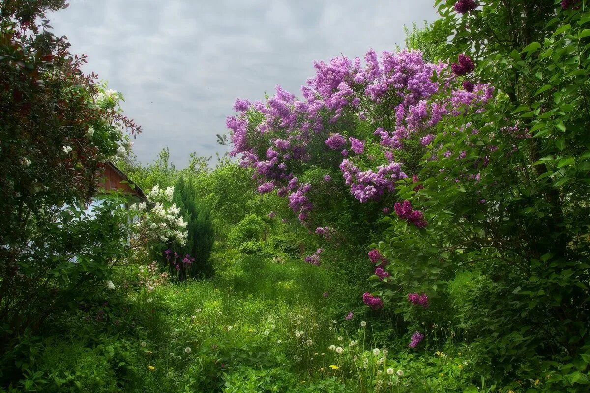 Сирень в деревне. Сирень куст круглолистный. Сирень Живая изгородь. Сирень в Абрамцево. Шахматово сирень.