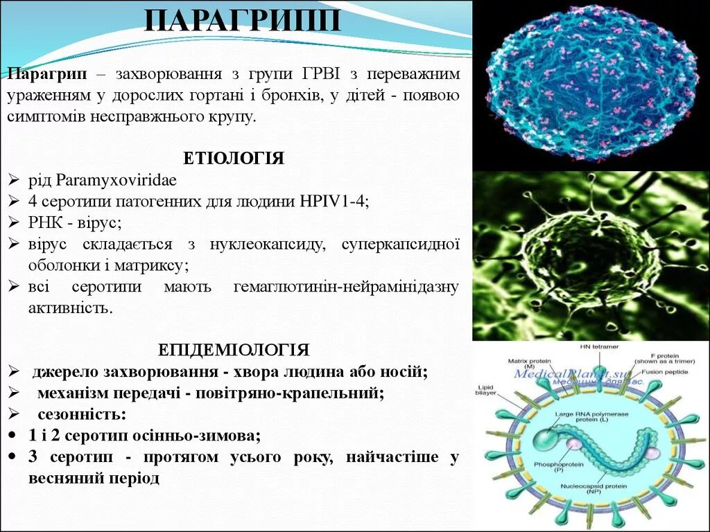 Грипп какие бактерии. Вирус парагриппа морфология. Парагрипп строение вириона. Вирус парагриппа строение. Вирус парагриппа человека микробиология.