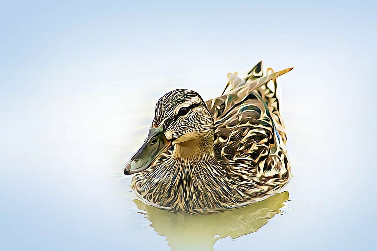 Duck up