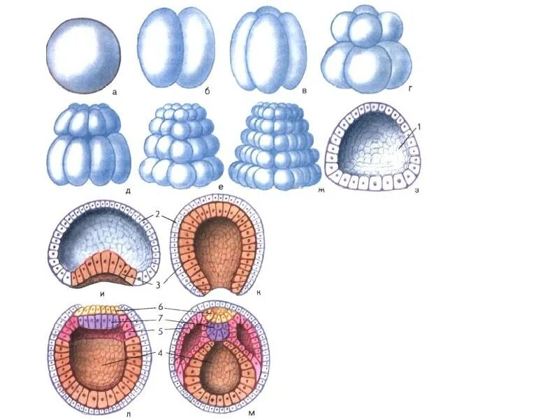 Онтогенез картинка. Дробление бластулы у ланцетника. Онтогенез Бластуляция. Бластула гаструла нейрула ланцетника. Онтогенез этапы эмбрионального развития.