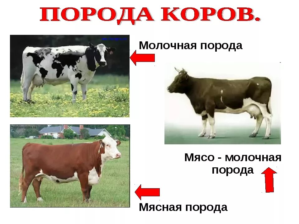 Какая есть корова. Породы мясо-молочного направления продуктивности КРС. Породы КРС мясо-молочного направления в России. Породы КРС мясного направления молочного направления. Породы крупного рогатого скота молочного направления продуктивности.