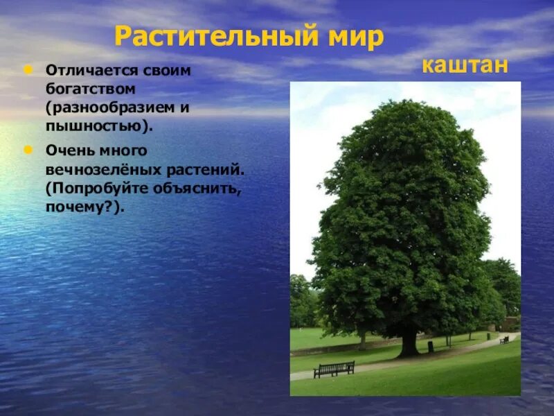 Растения и животные черного моря 4 класс. Растительность на побережье черного моря. растения у черного моря для 4 класса. растения побережья черного моря 4 класс. растительный мир черного моря 4 класс.
