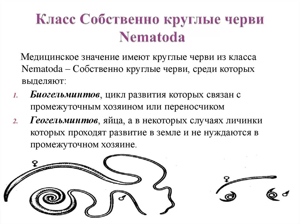 Класс собственно круглые черви Nematoda. Класс собственно круглых червей. Тип круглые черви медицинское. Тип класс собственно круглые черви.