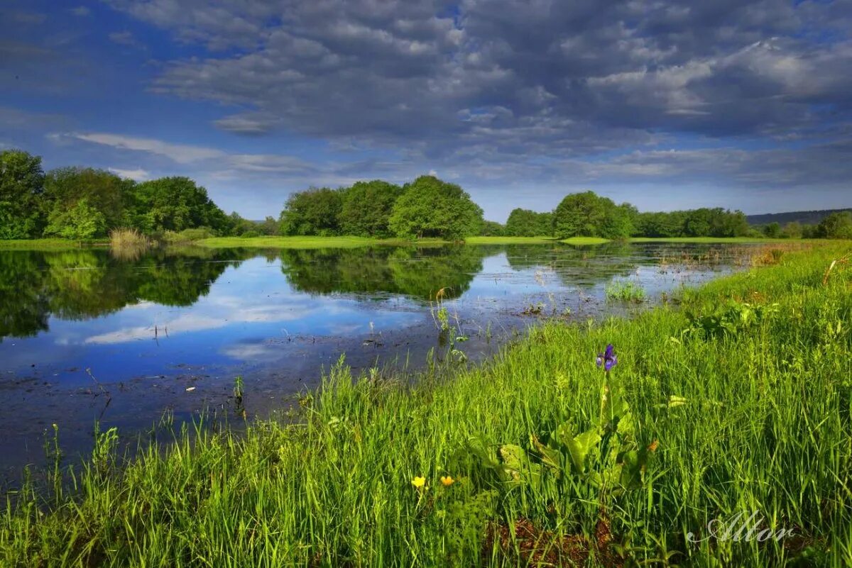 в лесах полях озерах реках. летний пейзаж. в лесах полях озерах реках. кострома природа реки. река луга кингисепп.