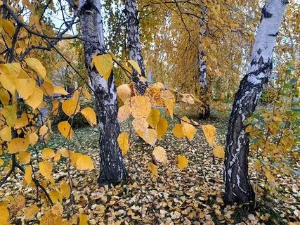 Погода в ноябре в алтайском крае
