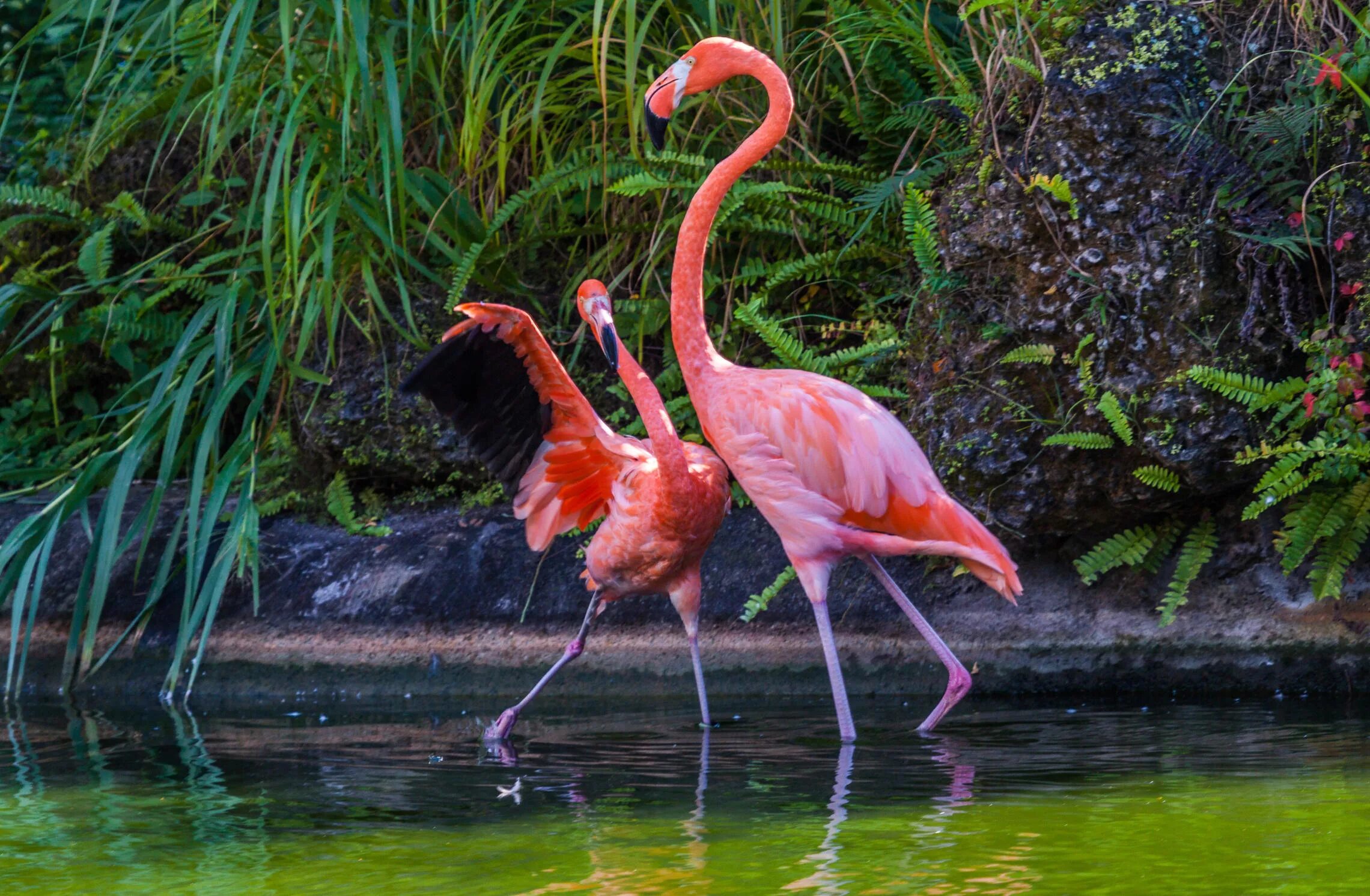Фламинго в северной америке. Фламинго в саванне. Где розовый фламинго. Фламинго в африке. Обыкновенный фламинго.