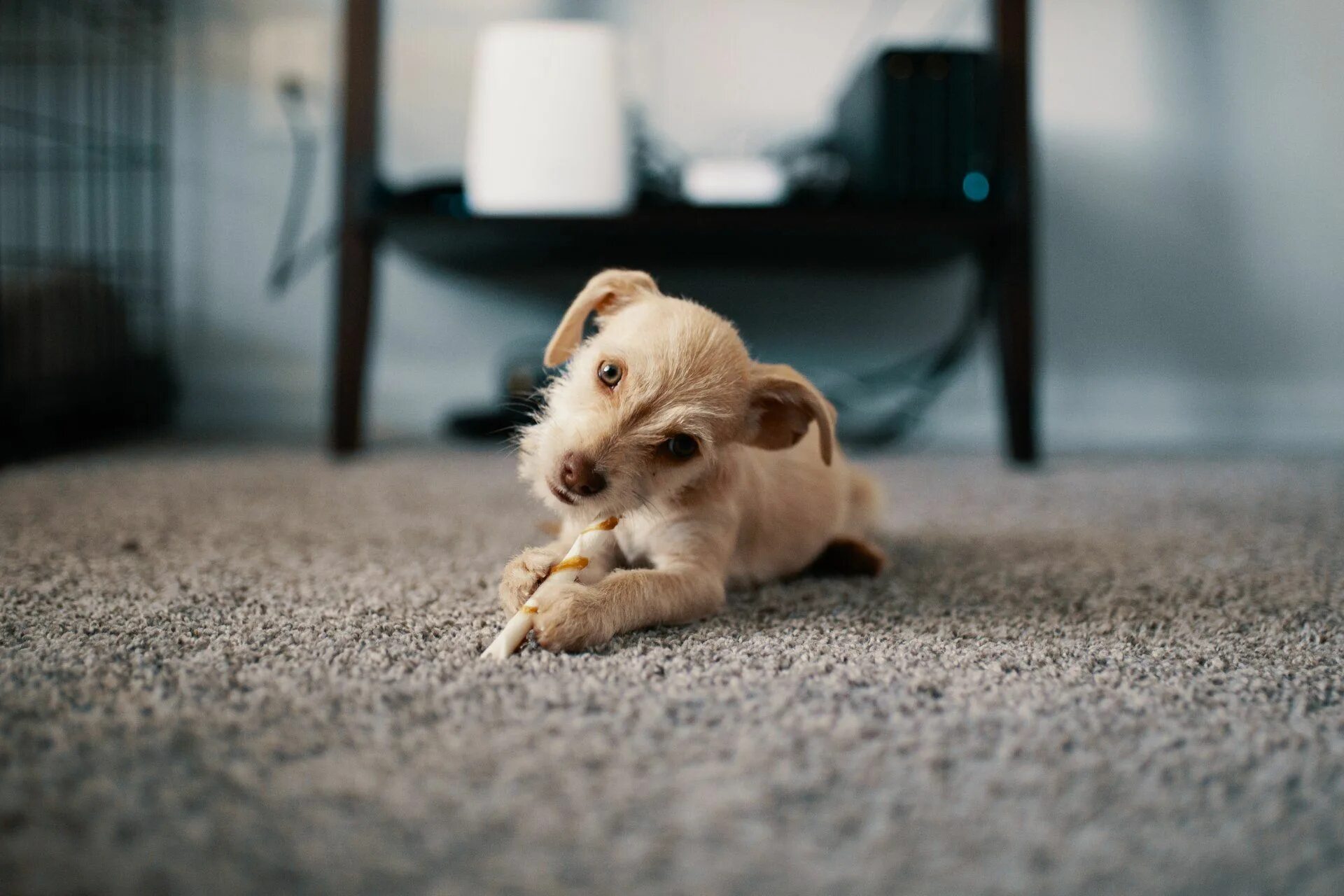 Pets at home
