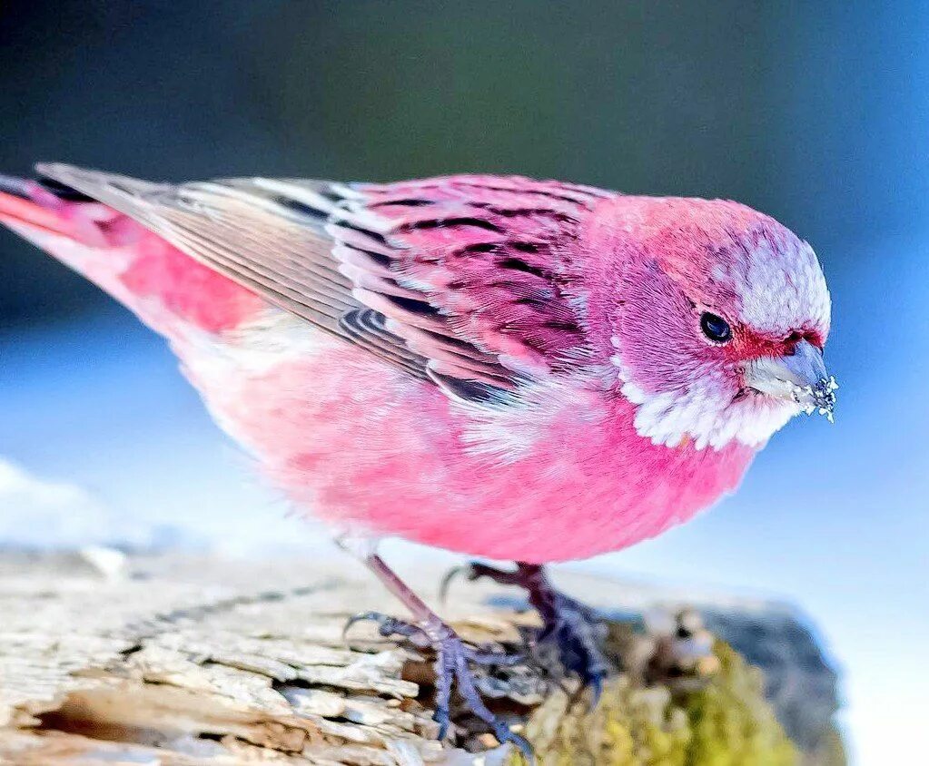 Маленькая розовая птица. Розовая птица. Птичка розовый. Птицы розового цвета. Розовая синица.