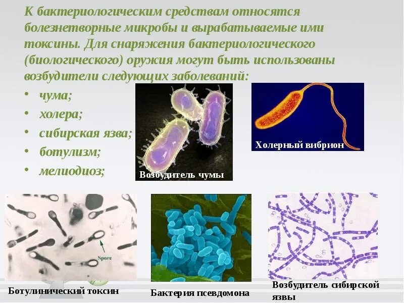 Болезнетворные бактерии болезни. Биологическое оружие возбудители. Микробные токсины биологическое оружие. Хар ка биологического оружия. Бактерии возбудители заболеваний.