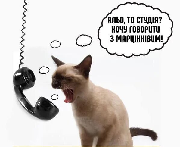 Кот говорит алло. Кот кричит в микрофон. Котик на связи. Два кота орут в микрофон. Котик алё.