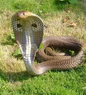 Анаконда позасы